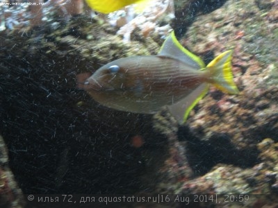 Спинорог-ксантихт синелицый (Xanthichthys auromarginatus)