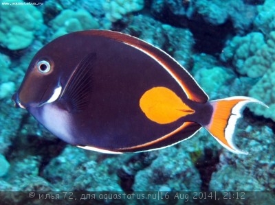 Хирург Ахиллес (Acanthurus achilles)