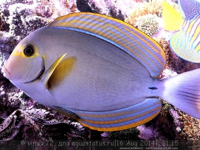 Хирург Бариена (Acanthurus bariene)