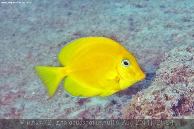 Хирург церулеус (желтый) (Acanthurus coeruleus)