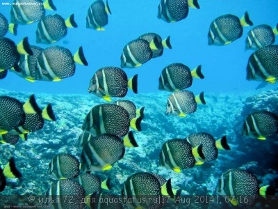 Хирург жемчужный белоточечный (Acanthurus guttatus)