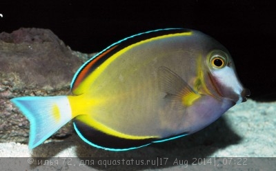 Хирург японский, Хирург бронзовый (Acanthurus japonicus)