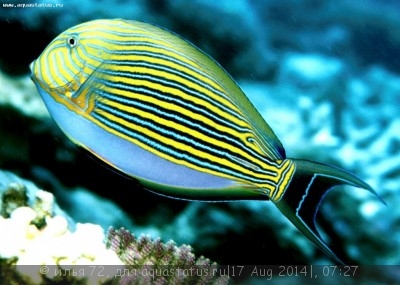 Хирург пижамный (Acanthurus lineatus)