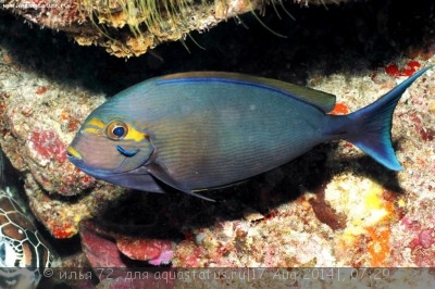 Хирург бледный (Acanthurus mata)