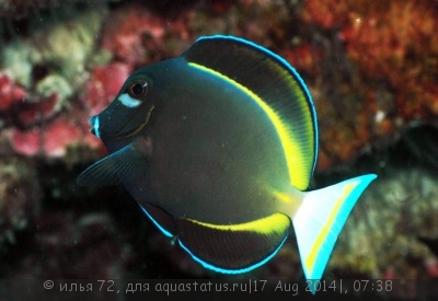 Фото Хирург синий золотоспинный, глаукопарейус Acanthurus nigricans  (photo#58908)