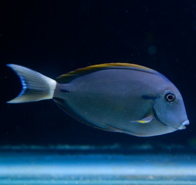 Фото Хирург чернополосый Эполетовый хирург Acanthurus nigricauda  (photo#58909)