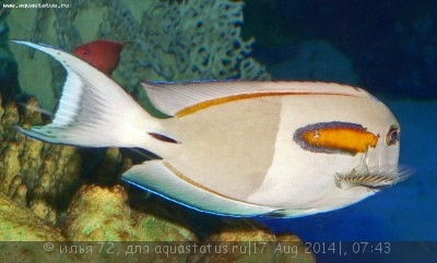 Хирург оливковый (Acanthurus olivaceus)