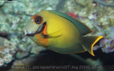 Хирург шоколадный, краснополосый хирург (Acanthurus pyroferus)