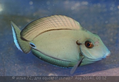 Фото Хирург-лейтенант Acanthurus tennenti  (photo#58914)