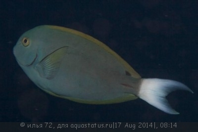 Фото Хирург полосатый Acanthurus thompsoni  (photo#58915)