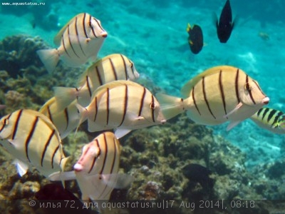 Хирург зебра (Acanthurus triostegus)