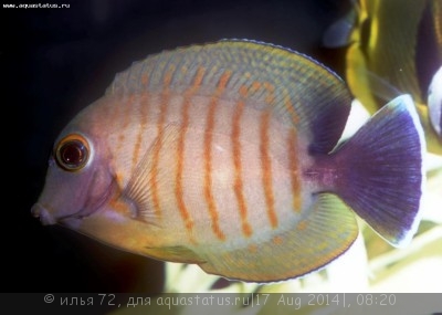 Хирург-клоун индоокеанический (Acanthurus tristis)