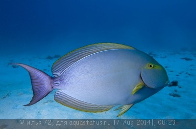 Хирург темный (желтоплавничный) (Acanthurus xanthopterus)