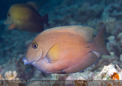 Фото Хирург-ктенохет темный синегубый Ctenochaetus cyanocheilus  (photo#58921)