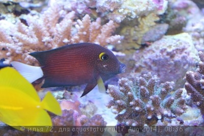 Хирург белохвостый (Ctenochaetus flavicauda)