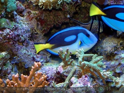 Фото Хирург голубой королевский, Хепатус Paracanthurus hepatus var.  (photo#58932)