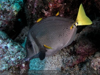 Хирург флаговый желтохвостый (Prionurus chrysurus)