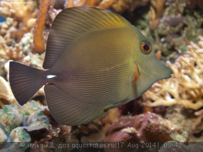 Зебрасома Скопас (Zebrasoma scopas)