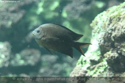 Хромис оранжевополосый (Acanthochromis polyacanthus)