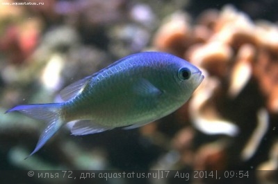 Хромис черный (Chromis atripectoralis)