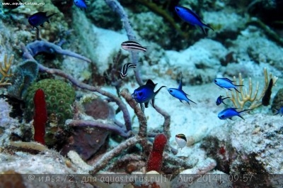 Хромис двухцветный (Chromis cyaneus)