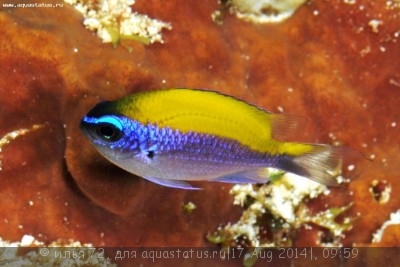 Хромис солнечный (Chromis insolata)