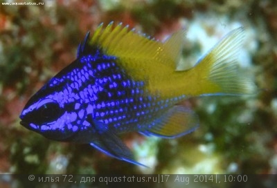 Хромис Лимбауха (Chromis limbaughi)