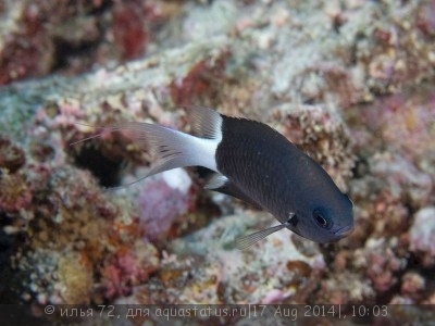 Хромис биколор (Chromis margaritifer)