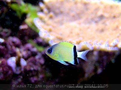 Хромис чернополосый (Chromis retrofasciata)