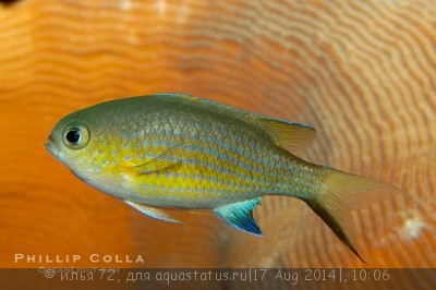 Хромис вандербуити (Chromis vanderbuilti)