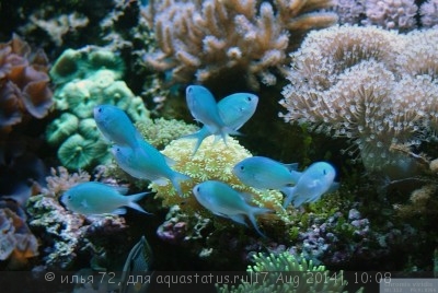 Хромис зеленый (Chromis viridis)