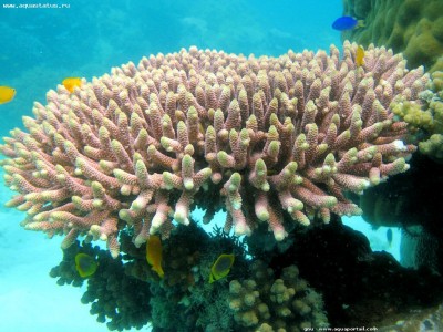 Фото Акропора Acropora sp.  (photo#59208)