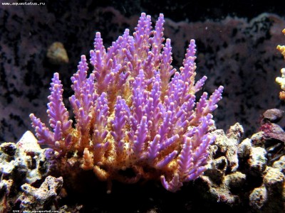 Фото Акропора Acropora sp.  (photo#59210)