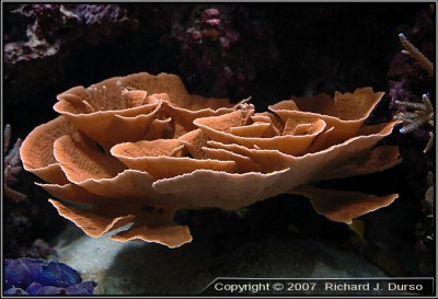 Фото Монтипора Montipora sp.  (photo#59222)