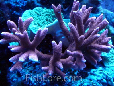 Фото Монтипора Montipora sp.  (photo#59223)