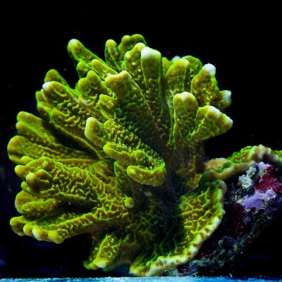 Фото Монтипора Montipora sp.  (photo#59224)