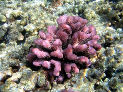 Фото Поцилопора Pocillopora damicornis  (photo#59228)