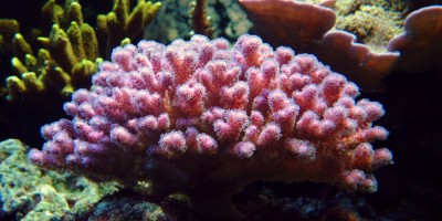 Фото Поцилопора Pocillopora damicornis  (photo#59229)