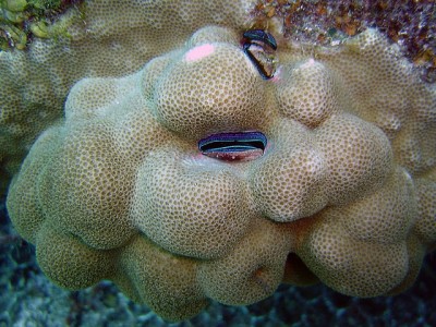 Поритес (Porites sp.)