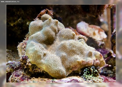 Поритес (Porites sp.)