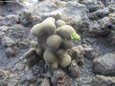 Поритес (Porites sp.)