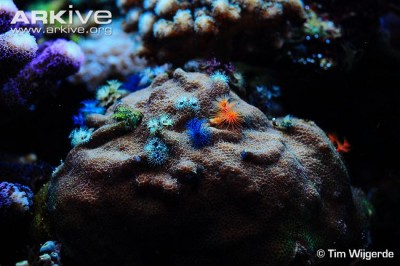 Поритес (Porites sp.)