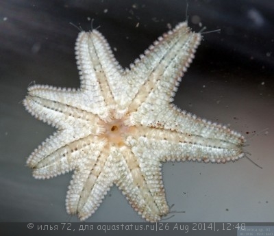 Нелегалы в морском аквариуме - Asterina sp..jpg