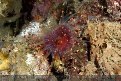 Нелегалы в морском аквариуме - Pseudocorynactis, Pseudocorynactis caribbeorum.jpg