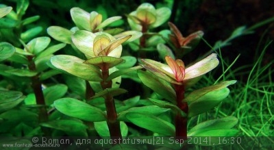 Фото Аммания Бонсай Ammania sp. Bonsai  (photo#59912)