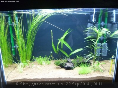 Мой второй аквариум 80 литров (Siam)