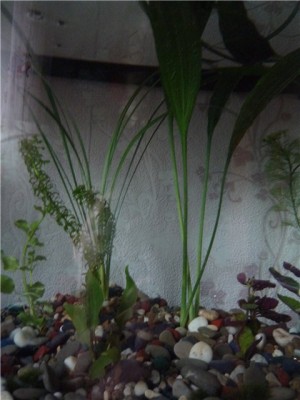 Опознание аквариумных растений - 586ea675b4ae.jpg