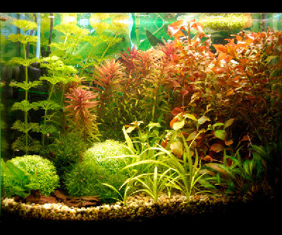 Мой аквариум 50 литров cdda  - Untitled-2.jpg