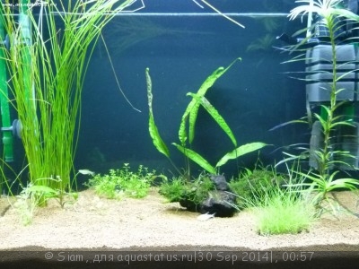 Мой второй аквариум 80 литров (Siam)