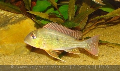 Фото Геофагус суринамский Geophagus surinamensis  (photo#60617)